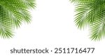 Tropical Palm Tree Border And Isolated White Bachground With Gradient Mesh, Vector Illustration