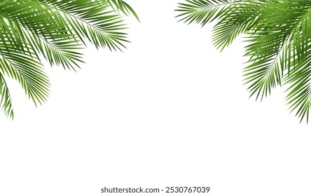 Borda Tropical Da Palmeira E Fundo Branco Isolado , Ilustração Vetorial