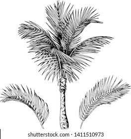 Tropical palm tree and branches. Black and white vector. Hand drawn illustration.