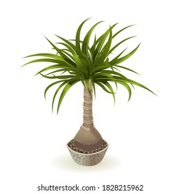 Tropical palm tree with branches on a white background for interior design in isometric illustration. Vector illustration