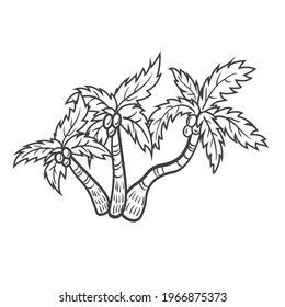 Tropical palm tree with coconuts Isolated on white background. Line art. Vector illustration. Coloring book. Design of palm trees for posters, banners and promotional items. Exotic, nature, botanical.