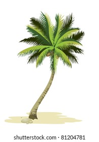 Tropical palm tree. Detailed vector.