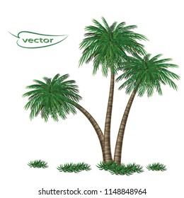 Tropical palm tree with grass plants. Vector illustration of palm trees set for design, macro close - up realistic image isolated on white background