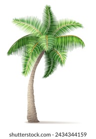 tropical palm tree with green foliage vector illustration isolated on white background