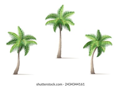 palmera tropical con ilustración vectorial de follaje verde aislado sobre fondo blanco