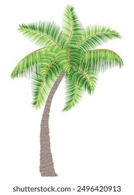 tropical palm tree with green foliage vector illustration flat style isolated on white background