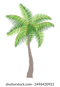 tropical palm tree with green foliage vector illustration flat style isolated on white background