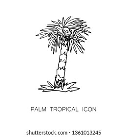 Tropical Palm Tree Icon. Vector Illustration. Line Sketch Graphic Style. 