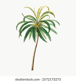 Tropical palm tree illustration with lush green fronds. Palm tree art showcasing vibrant fronds. Elegant palm tree design with detailed fronds. Vintage plant vector element.