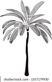 Tropical Palm Tree Illustration Vector