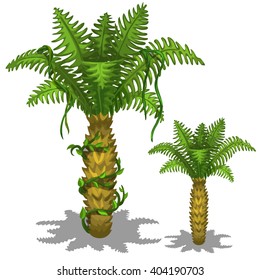 Tropical palm tree isolated on white background. Vector illustration.