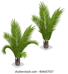 Tropical palm tree isolated on white background. Vector illustration.