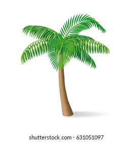 Tropical palm tree. Isolatef vector illustration.