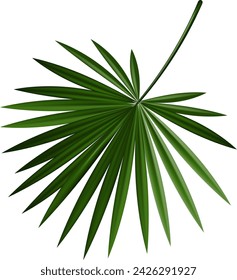 Tropical palm tree jungle leaves vector set. Leaf natural of jungle, colorful exotic leaves branch illustration. Eps 10