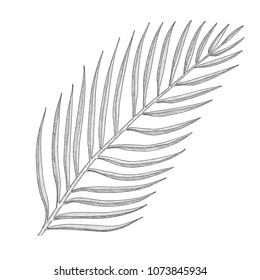 Tropical palm tree leaf. Hand drawn black ink vector illustration.