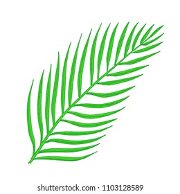 Tropical palm tree leaf. Hand drawn  vector illustration.