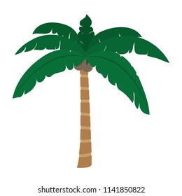 tropical palm tree with leaves and coconuts