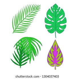Tropical palm tree leaves set. Tropical plants and palm tree leaf isolated on white background