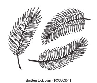 Tropical Palm Tree Leaves Vector Set. Palm Leaf Sketch. Summer Tropical Plants. Floral design