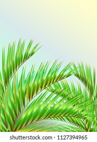 tropical palm tree, leaves,summer time