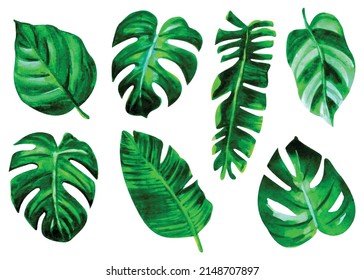 palmera tropical, hojas de monstera, hojas de ficus, plantas acuáticas