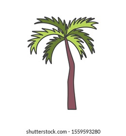 tropical palm tree on white background vector illustration