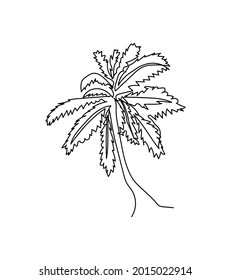 Tropical palm tree one line art. Continuous line drawing of plants, herb, tree, wood, palm tree, coconut, exotic plant, nature, flora.