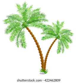 Tropical palm tree over white
