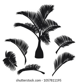 Tropical palm tree silhouette isolated on white background. Vector EPS 10