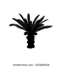 Tropical palm tree, silhouette, isolated on a white background