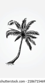 Esbozo de palmeras tropicales Diseño del vector