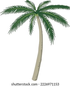 Tropical Palm Tree Vector Illustration