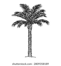 tropical palm tree vector line art hand drawn illustration