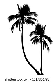 Tropical palm trees, black silhouette and outline contours, vector isolated transparent or white background