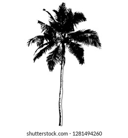 Tropical Palm Trees, Black Silhouette Isolated on White Background. 