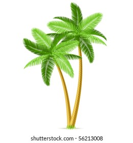 Tropical palm trees. Detailed vector.