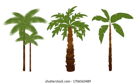 Tropical palm trees. Exotic trees that grow in warm places