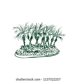Tropical palm trees isolated on white background. Illustration of coconut palms group. Hand drawn vector sketch.