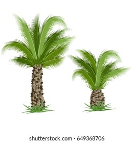 Tropical palm trees isolated on white background. Vector illustration
