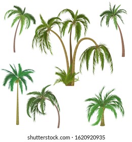 Tropical palm trees isolated. Vector palm trees on a white background