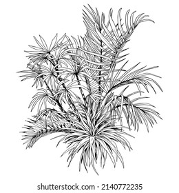 Palmeras tropicales y disposición de hojas de palmera. Ilustración vectorial dibujada a mano en blanco y negro.