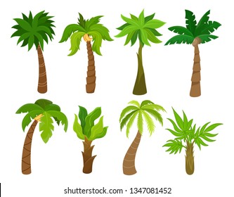 Tropical palm trees set, beach and nature concept. Bright tropical decoration. Vector flat style cartoon palm illustration isolated on white background