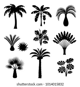 Tropical palm trees set. Exotic tropical plants Illustration of jungle nature.