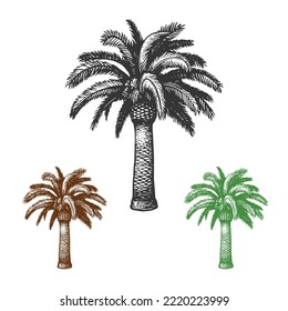 Tropical Palm Trees Silhouette vector set isolated