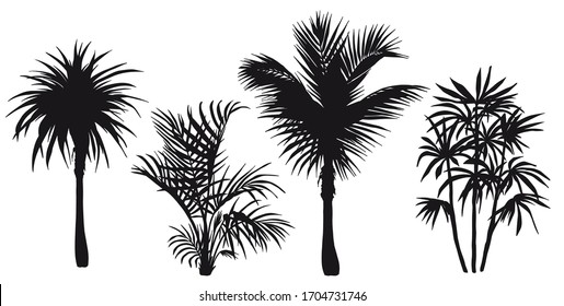 Tropical palm trees silhouettes. Vector illustration isolated on white background.