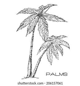 Tropical palm trees. Vector