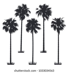 Tropical palm trees. Vector silhouettes isolated on white background. Hand drawn illustration of palm trees