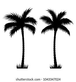 Tropical palm trees. Vector silhouettes isolated on white background. Hand drawn illustration of palm trees