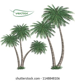 Tropical palm. Vector illustration of palm trees set for design, macro close - up realistic image isolated on white background