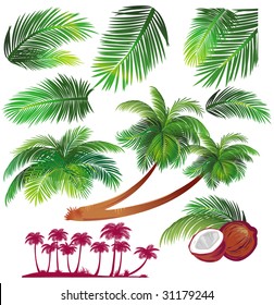 Tropical palms